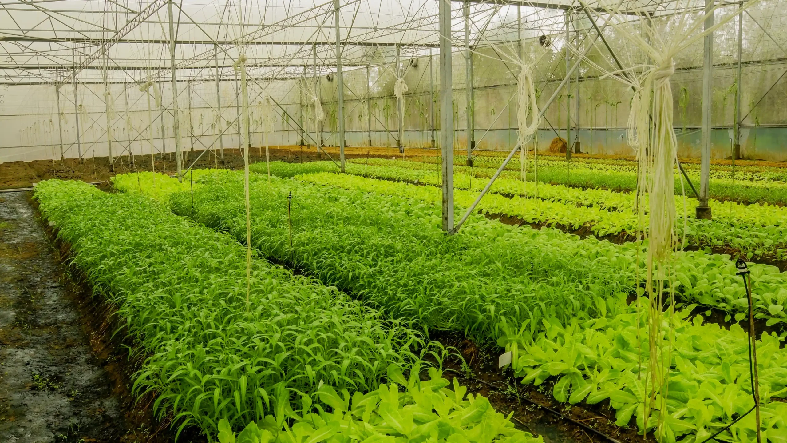 Bao Gia Farm - Chau Thanh Hau Giang