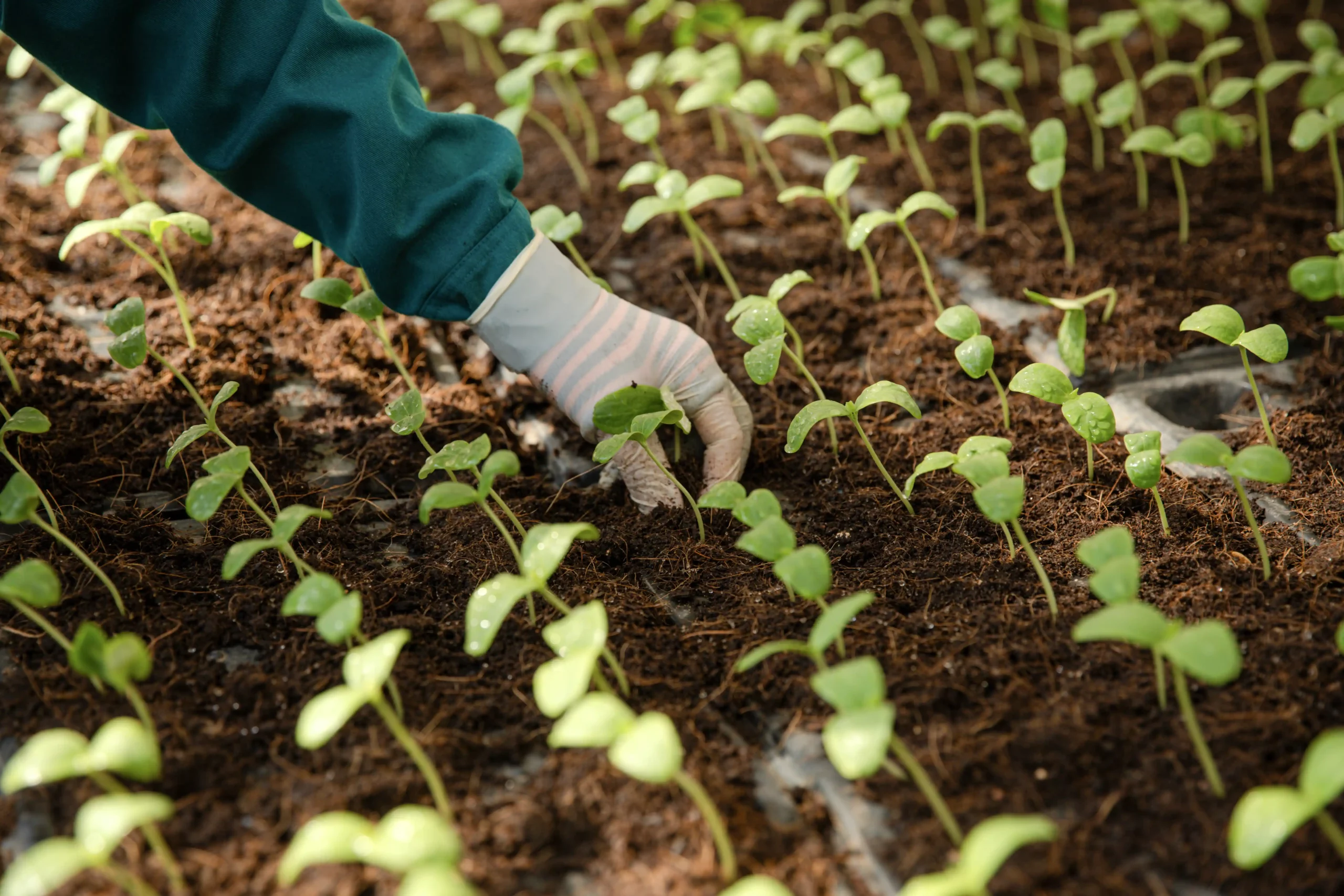DannyGreen 有机农场山海 - 宁顺