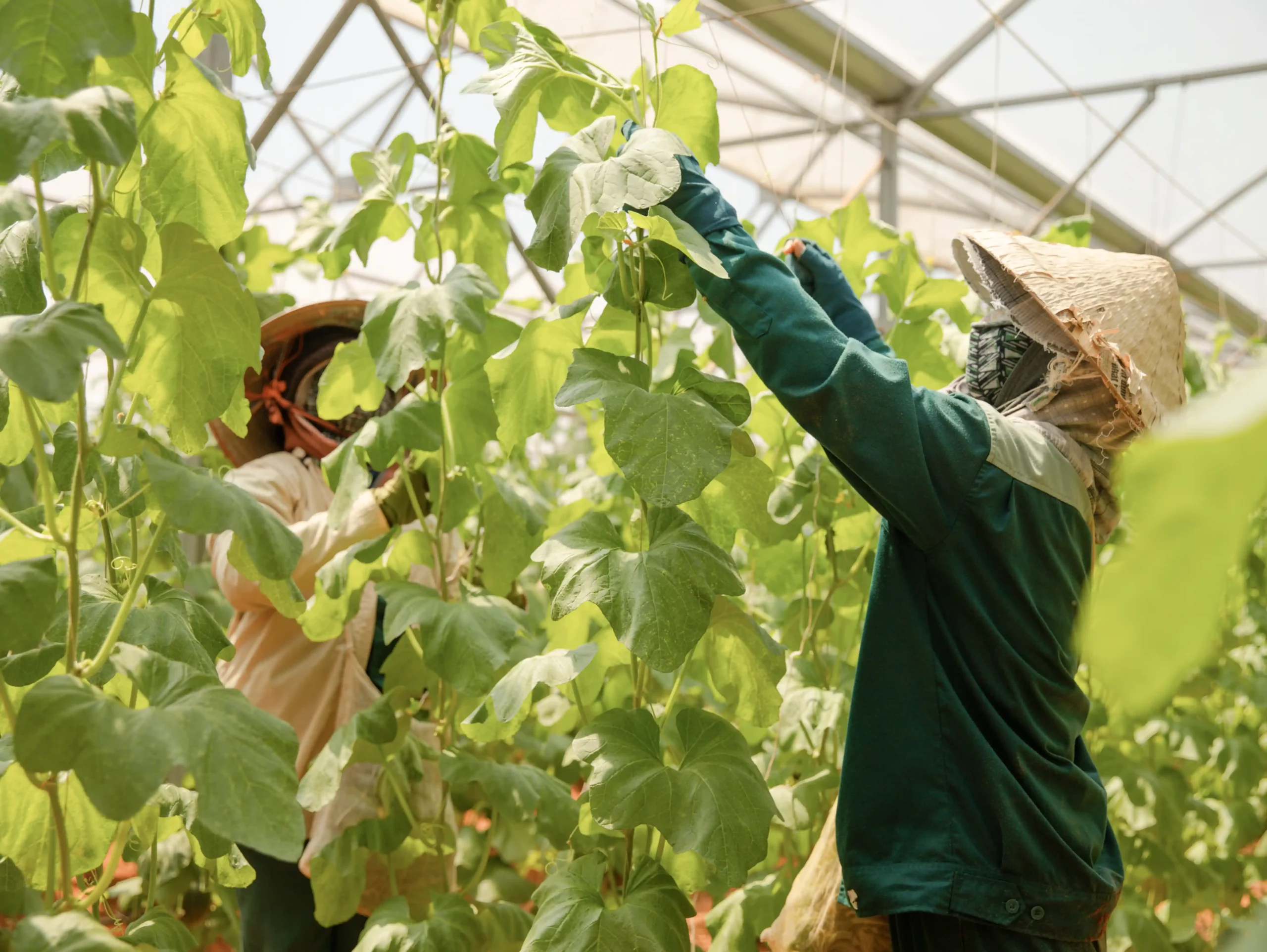 DannyGreen 有机农场山海 - 宁顺