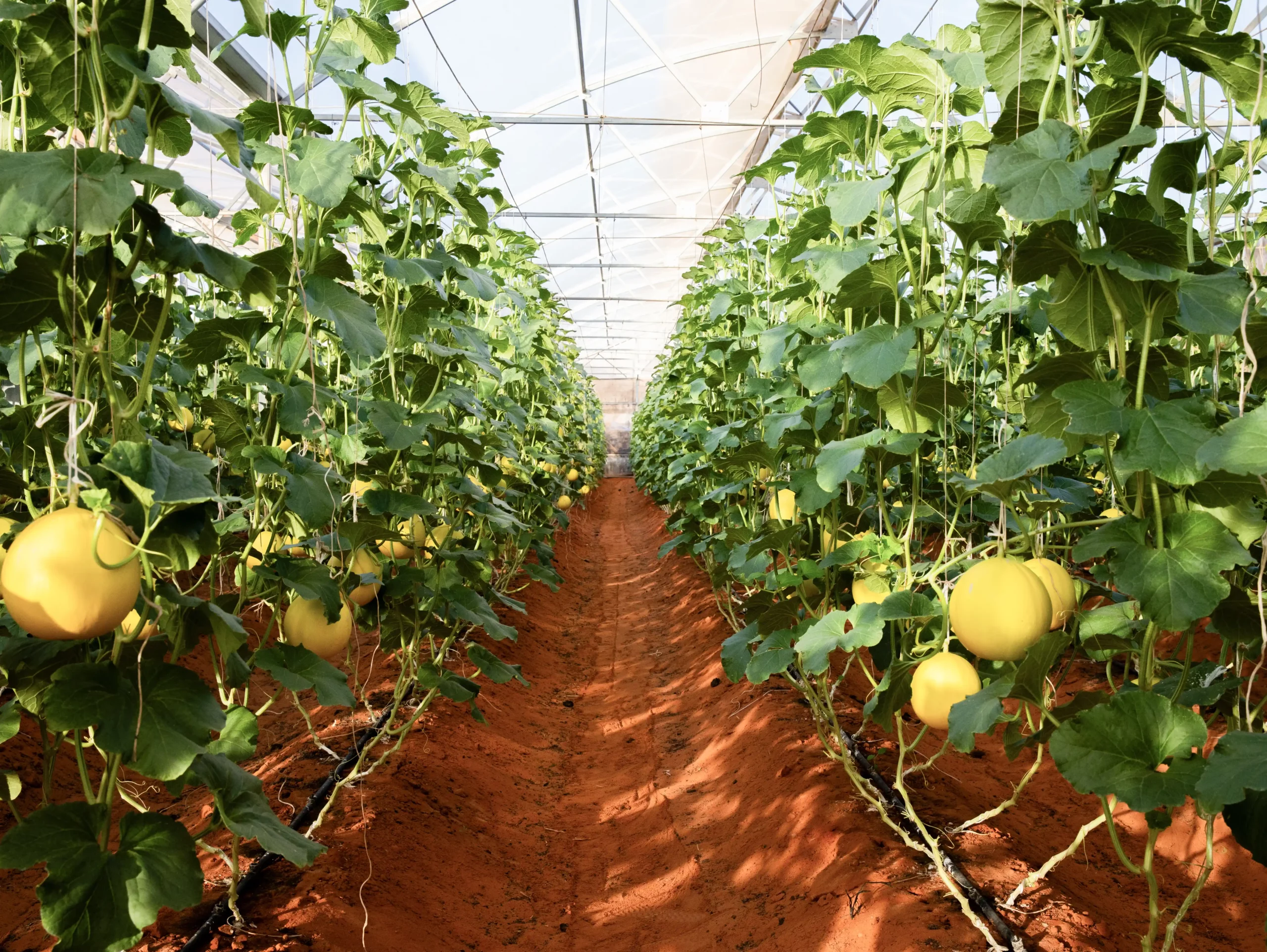 DannyGreen 有机农场山海 - 宁省顺