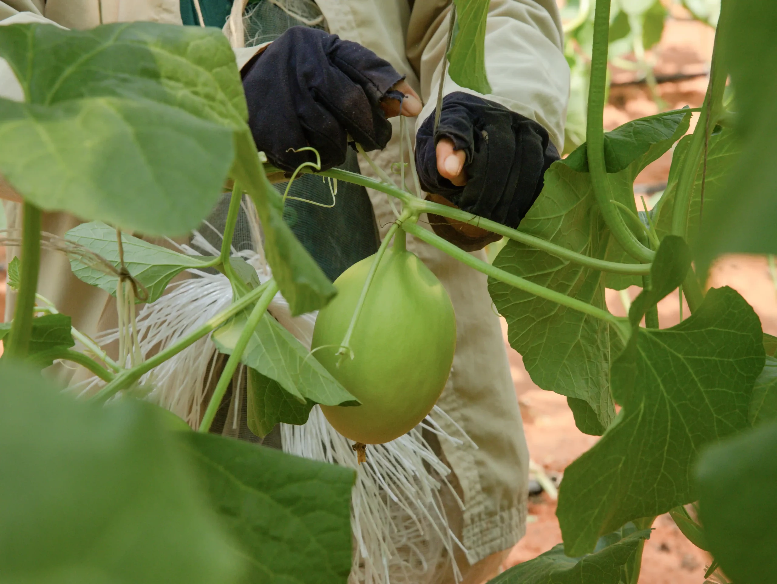 DannyGreen 有机农场山海 - 宁省顺