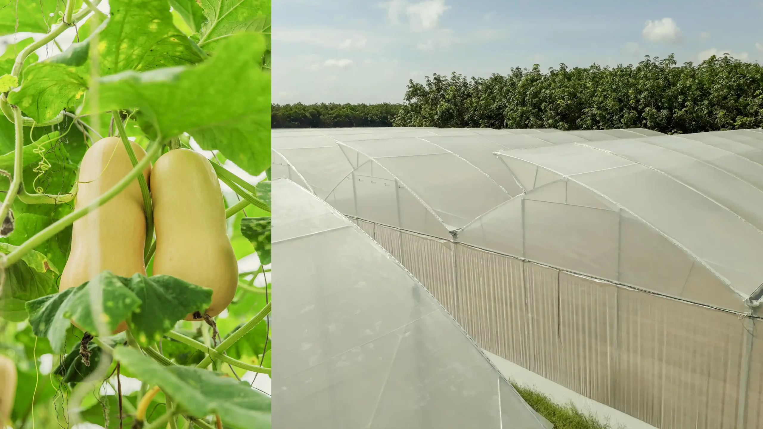 Nông Trại Hữu Cơ DannyGreen Tây Ninh