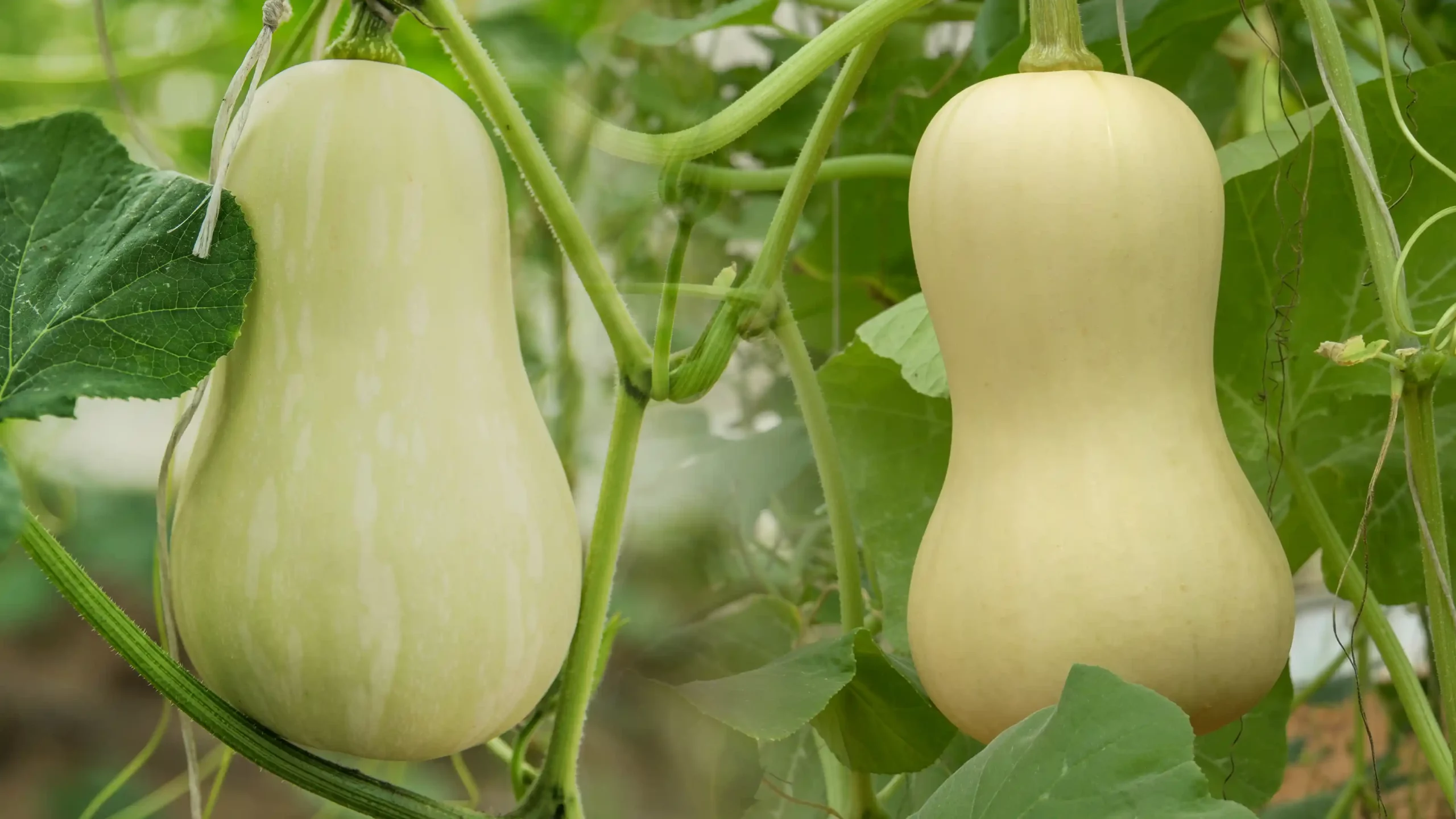 Nông Trại Hữu Cơ DannyGreen Tây Ninh