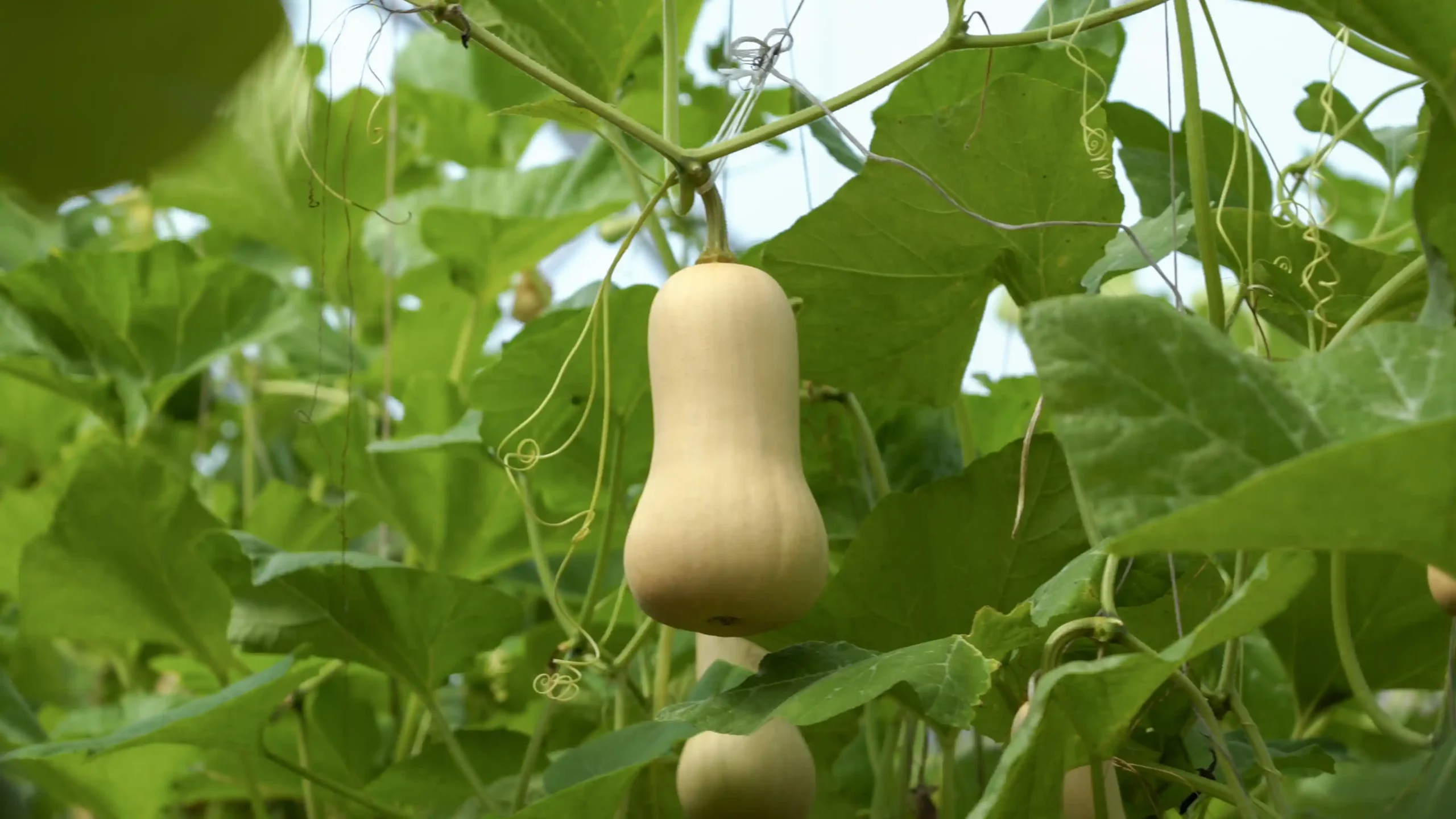 Nông Trại Hữu Cơ DannyGreen Tây Ninh