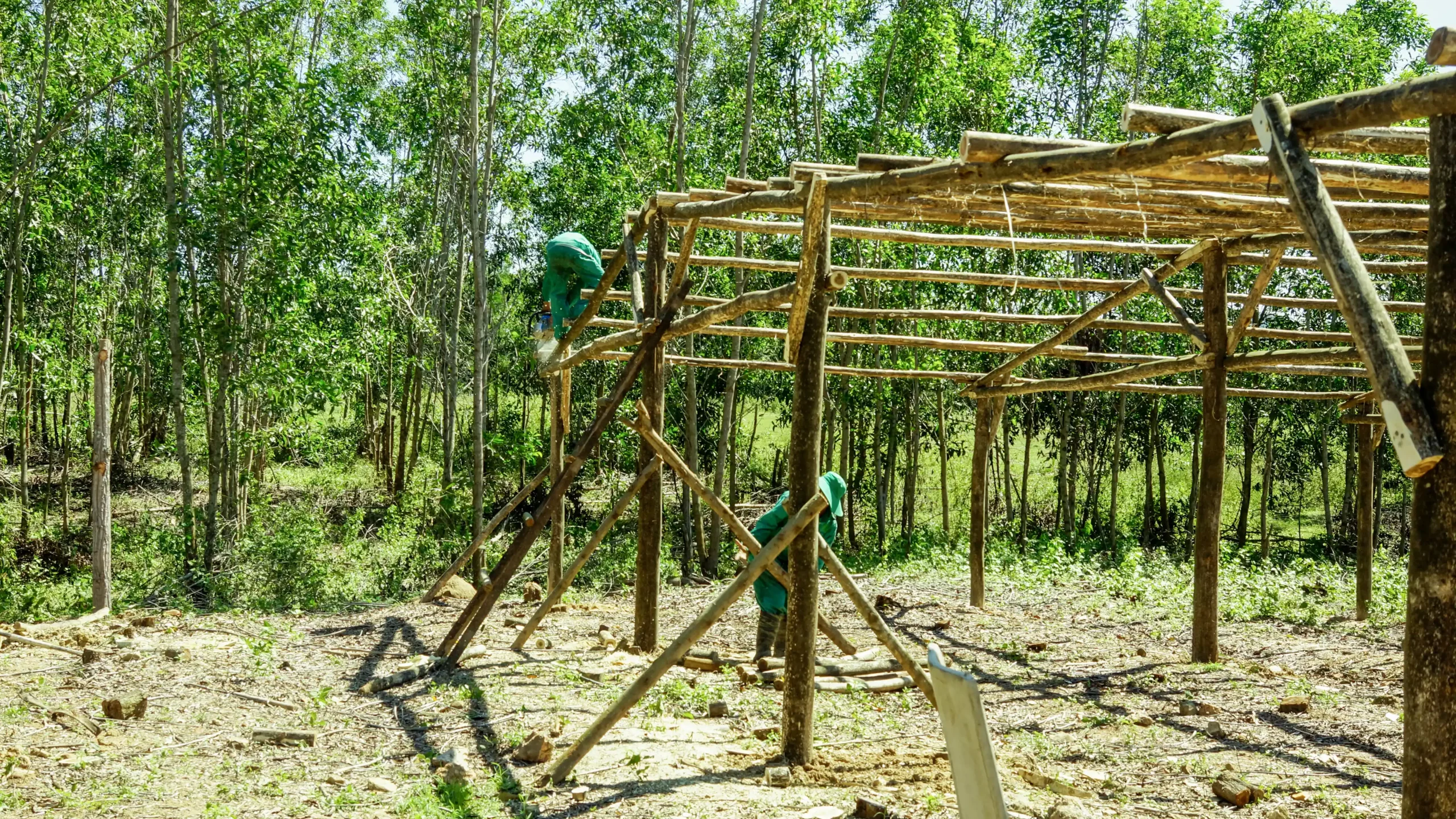 DannyGreen Don Duong 林场 - 林同