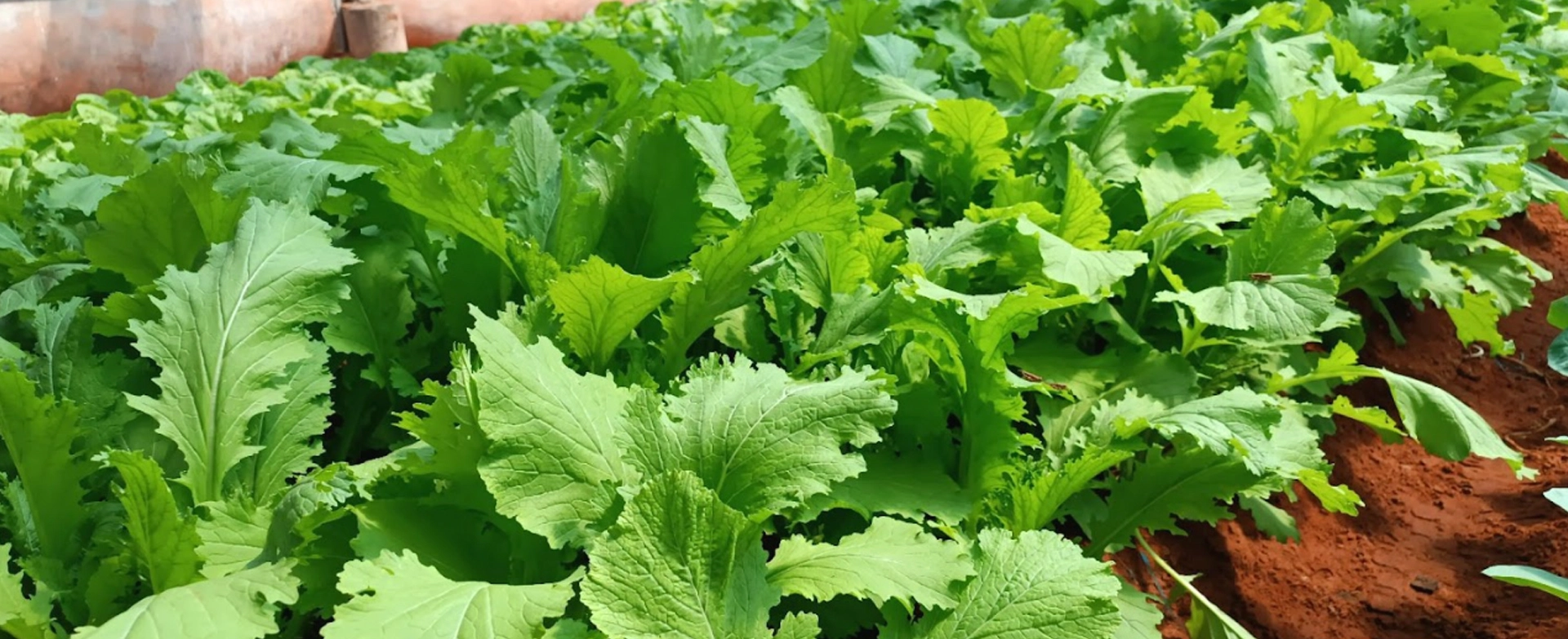 Ăn sạch sống xanh – Xu hướng sống hiện đại và bền vững