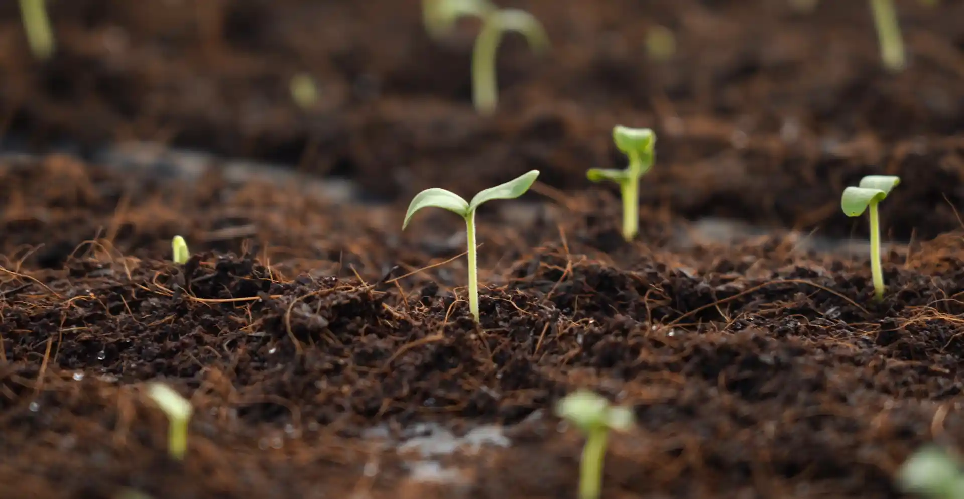 DannyGreen ươm mầm cây với đất sạch, không chứa hoá chất và mầm bệnh