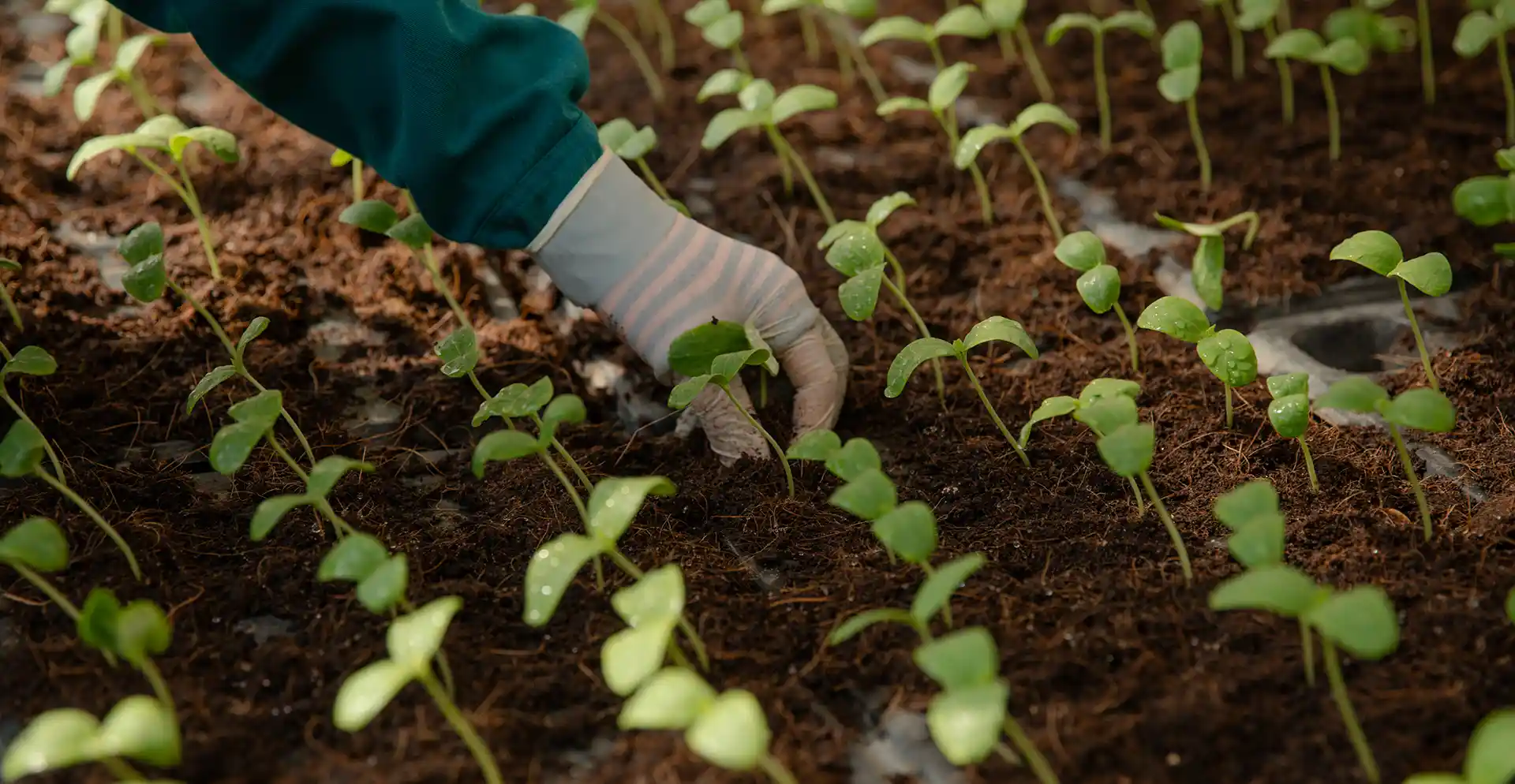 Khu vực ươm mầm tại Nông Trại Hữu Cơ DannyGreen