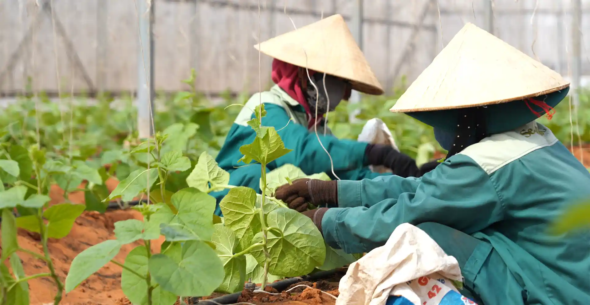 Công nhân tại Nông Trại Hữu Cơ DannyGreen chăm sóc nhà màng dưa lưới hữu cơ
