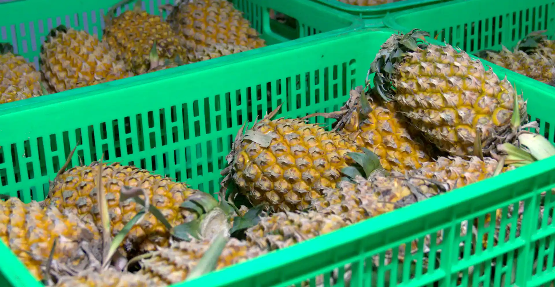 Khóm đã được chọn lọc