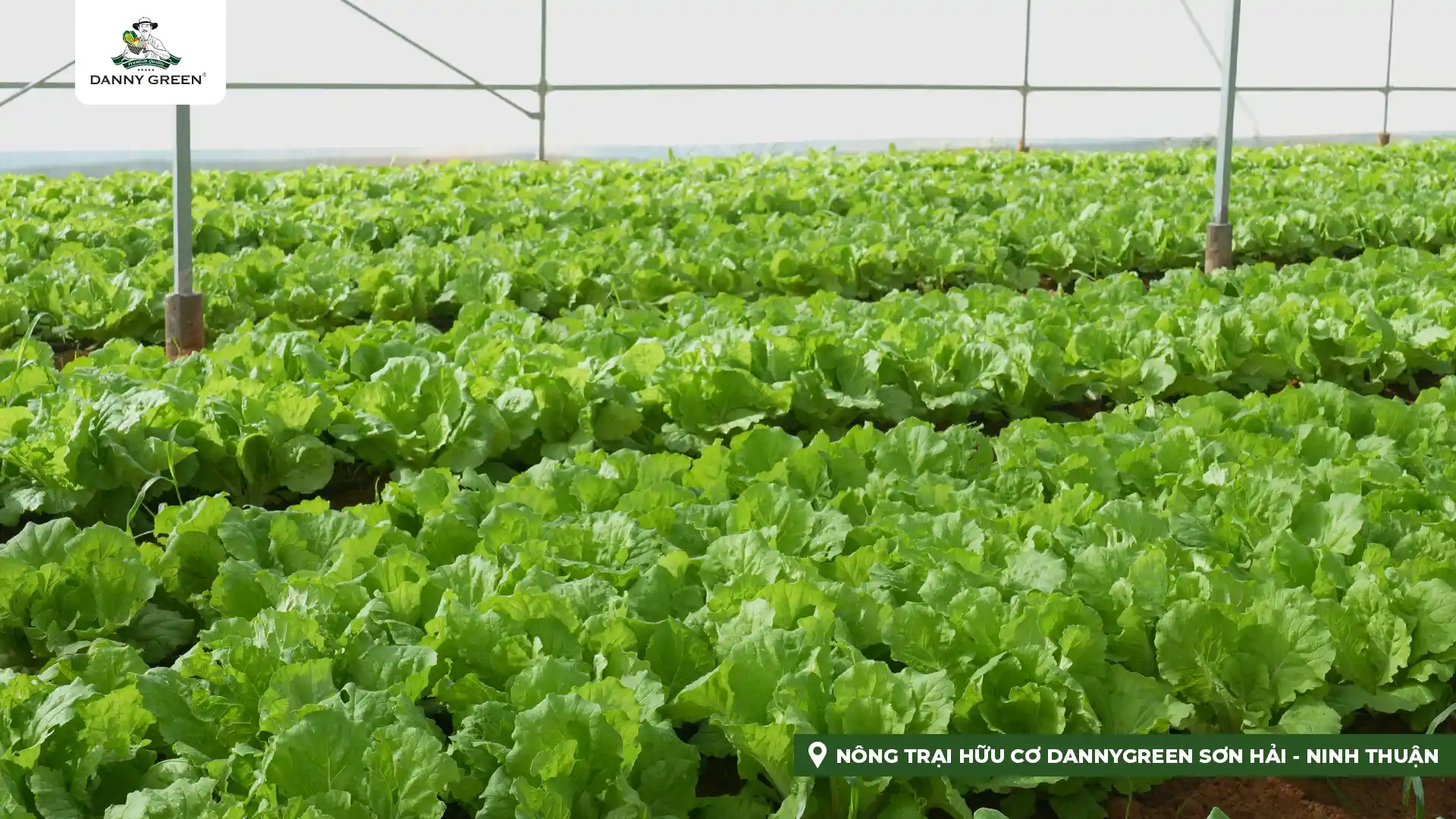 Cải Bẹ Dún Hữu Cơ canh tác tại Nông Trại Hữu Cơ DannyGreen Sơn Hải - Ninh Thuận