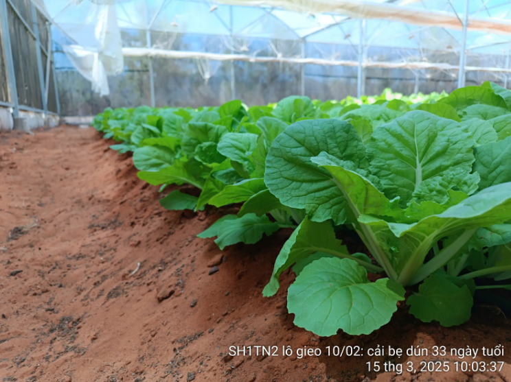 Rau hữu cơ tại DannyGreen