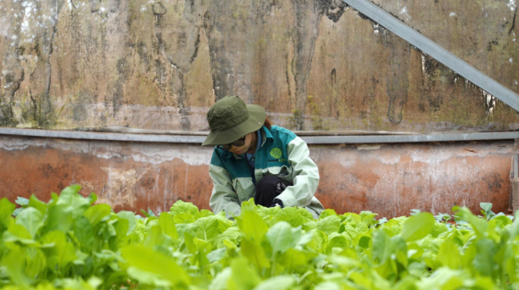 Vườn rau hữu cơ tại Nông Trại Hữu Cơ DannyGreen được chăm sóc tỉ mỉ