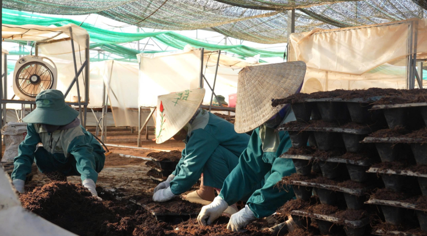 Quy trình gieo hạt 