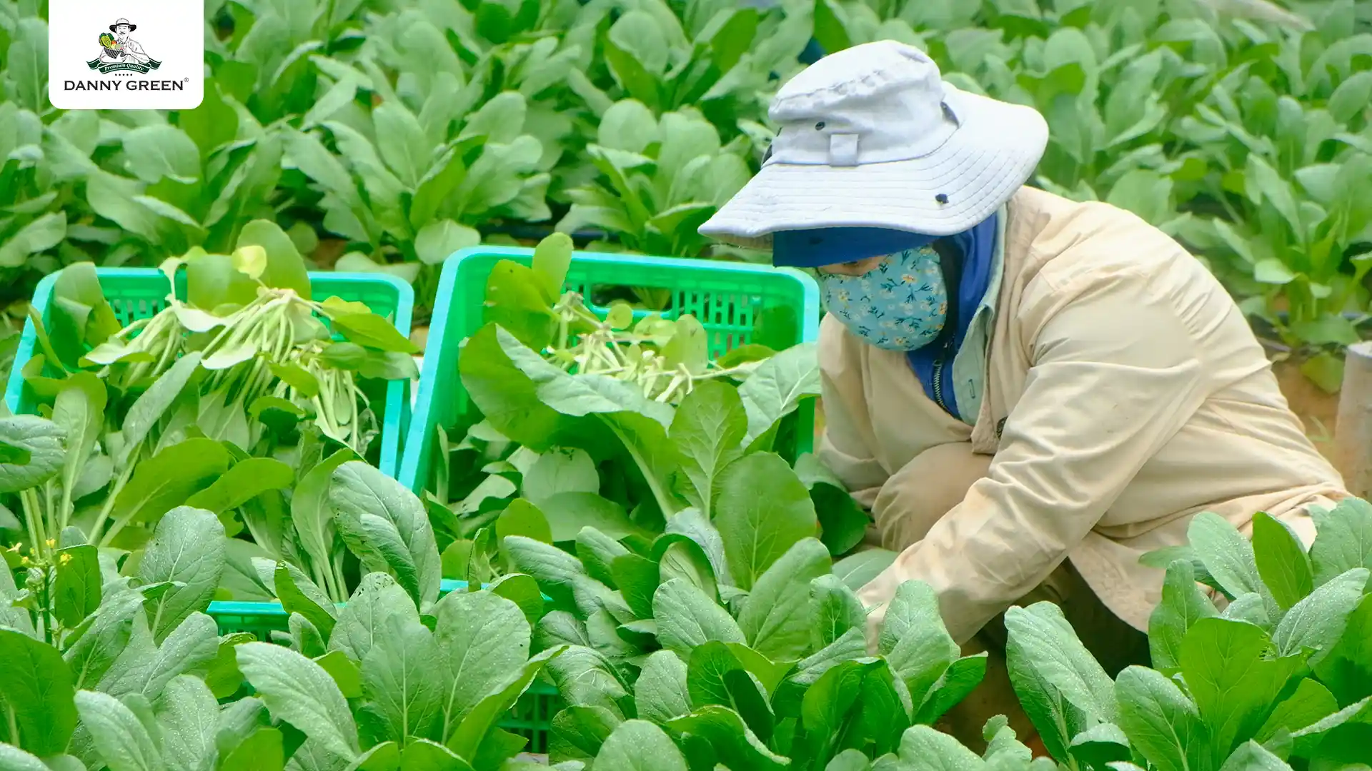 Rau được canh tác chuẩn hữu cơ quốc tế