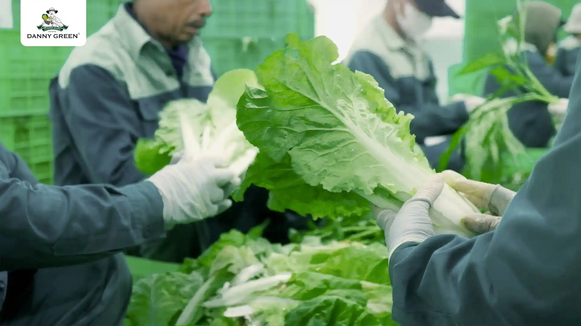 Sơ chế Cải Bẹ Dún Hữu Cơ DannyGreen trước khi đóng gói