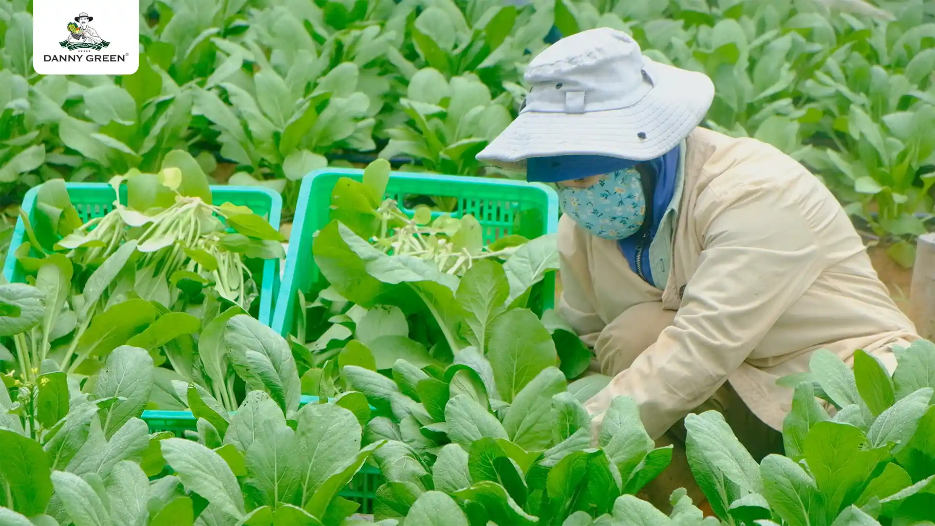 Cải Ngồng Hữu Cơ DannyGreen được canh tác tại Nông Trại Hữu Cơ DannyGreen