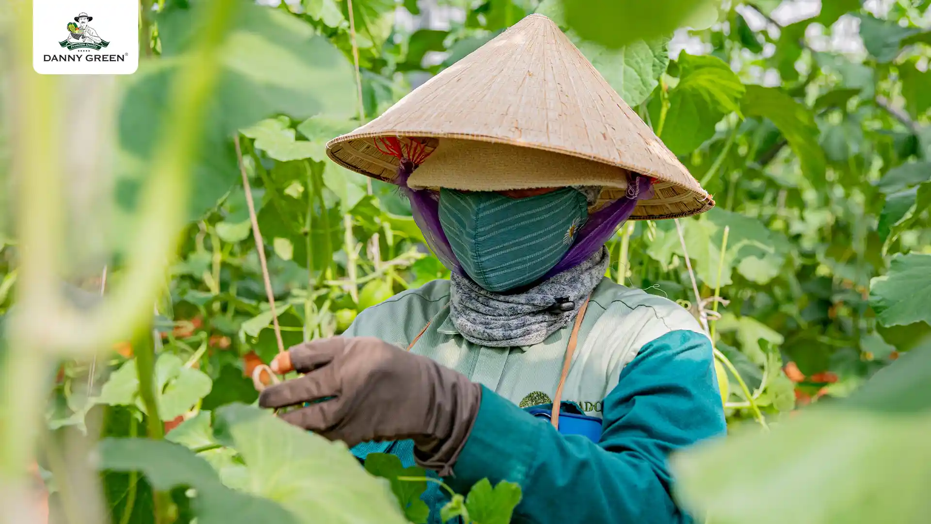 Nông Trại Hữu Cơ DannyGreen Sơn Hải - Khánh Hoà đạt tiêu chuẩn hữu cơ quốc tế USDA-NOP (Hoa Kỳ) và JAS (Nhật Bản)