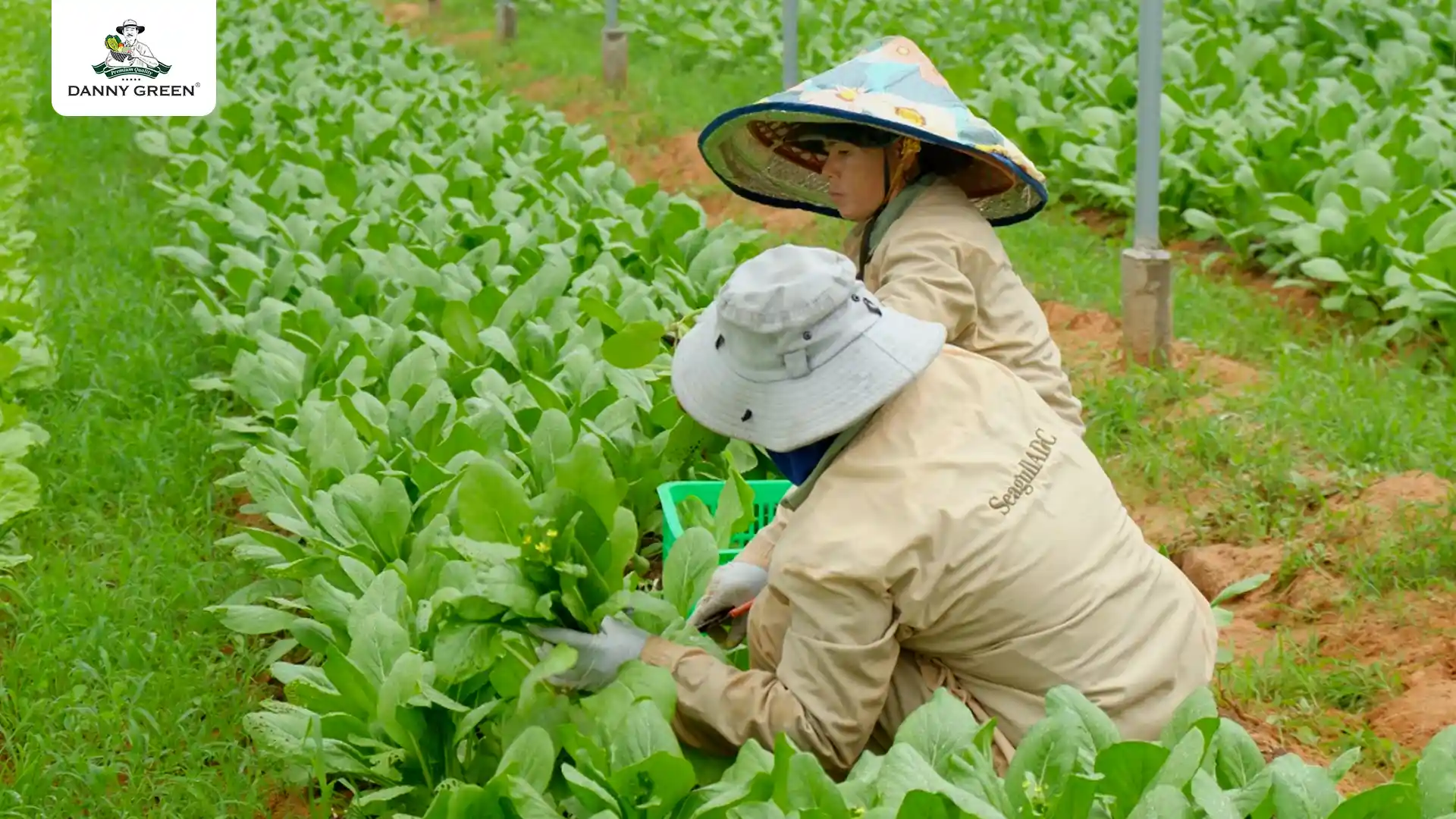 Thu hoạch Rau Hữu Cơ tại nông trại