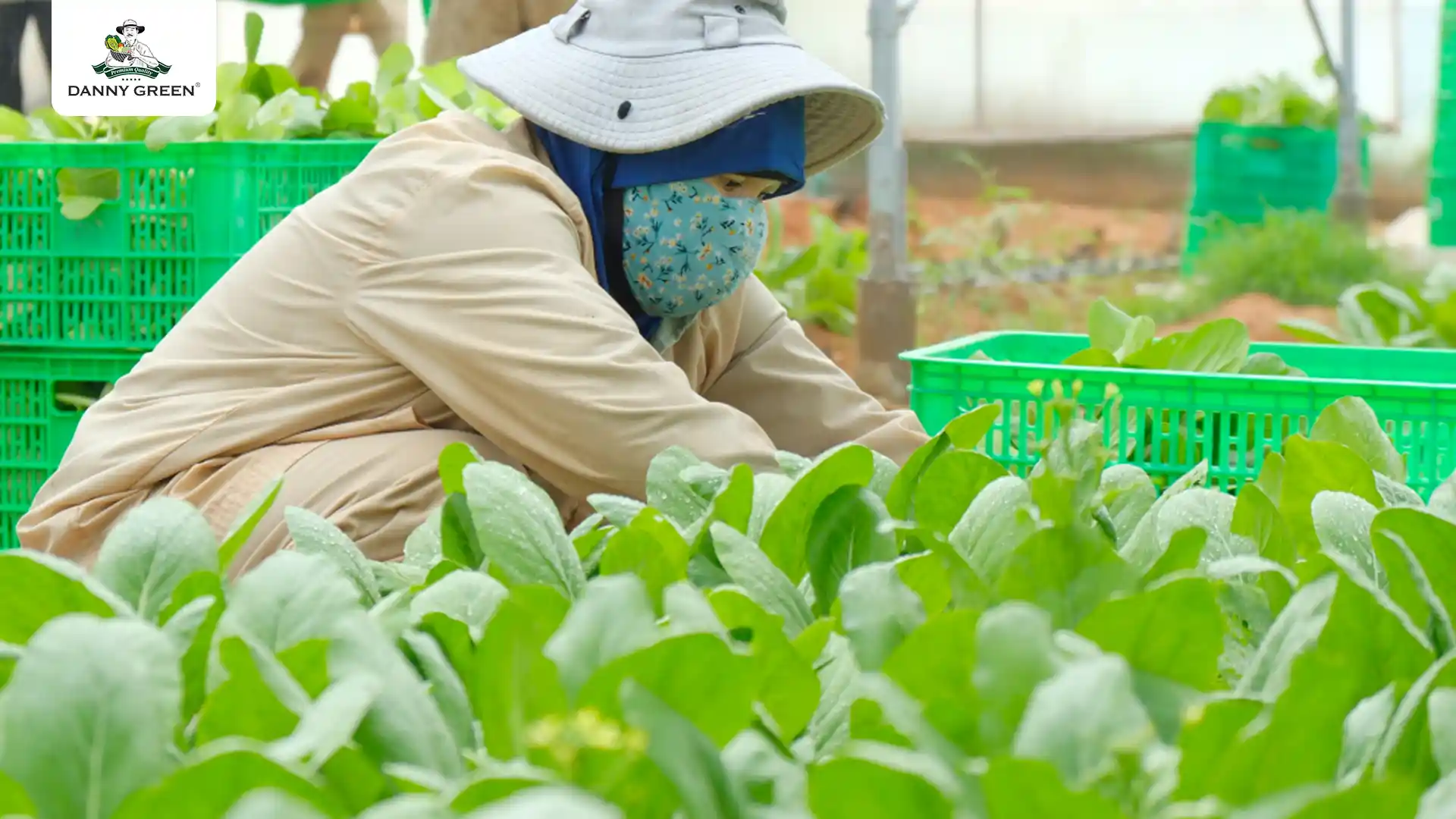 Thu hoạch Rau Hữu Cơ tại nông trại