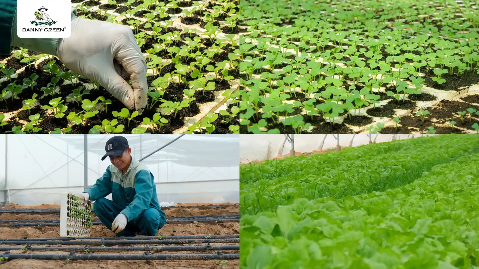 Chăm sóc tỉ mỉ cho từng hạt mầm