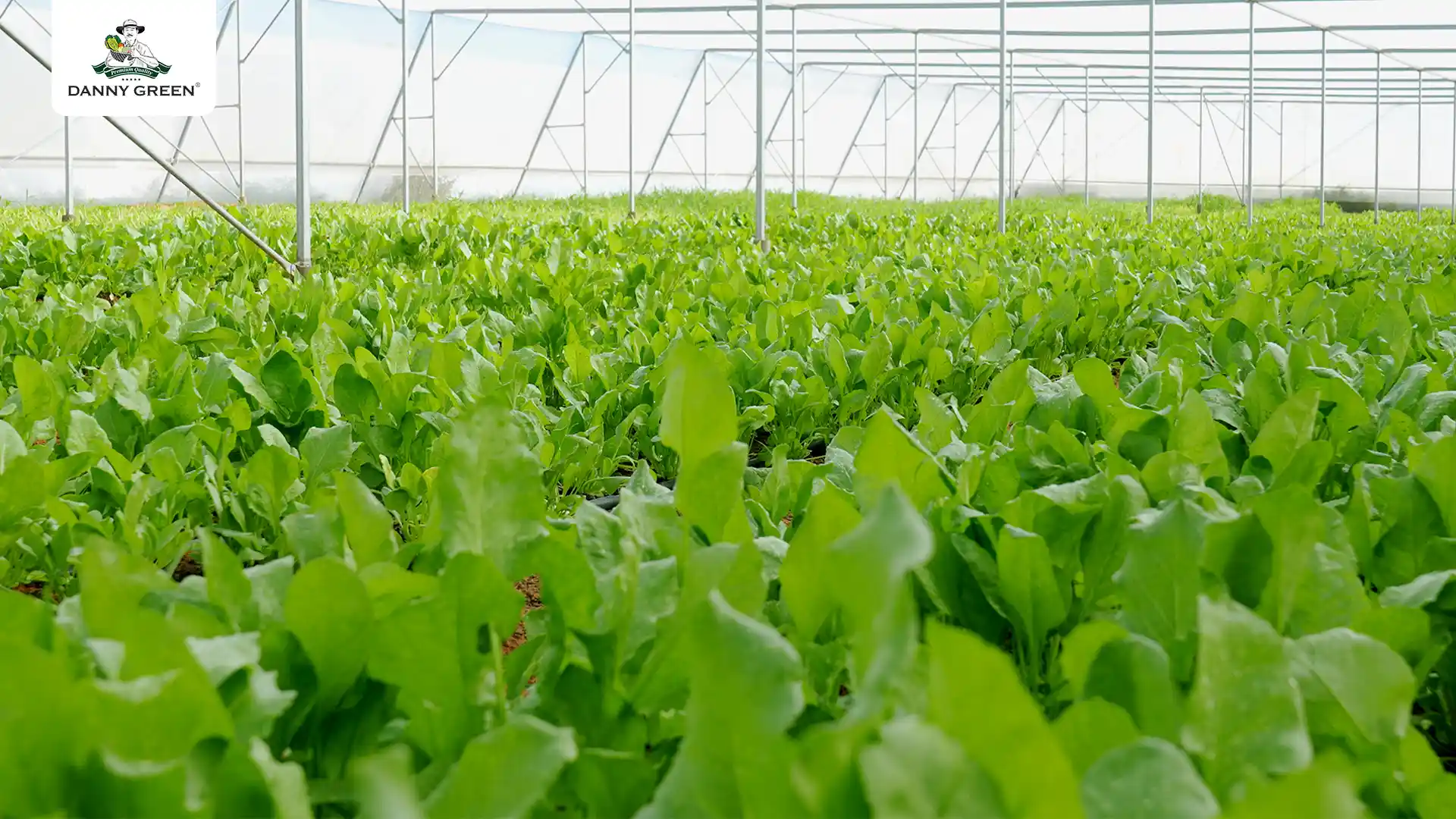 Nông trại hữu cơ của DannyGreen