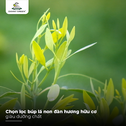 Búp lá non đàn hương tại Nông Trại Hữu Cơ DannyGreen Sơn Hải