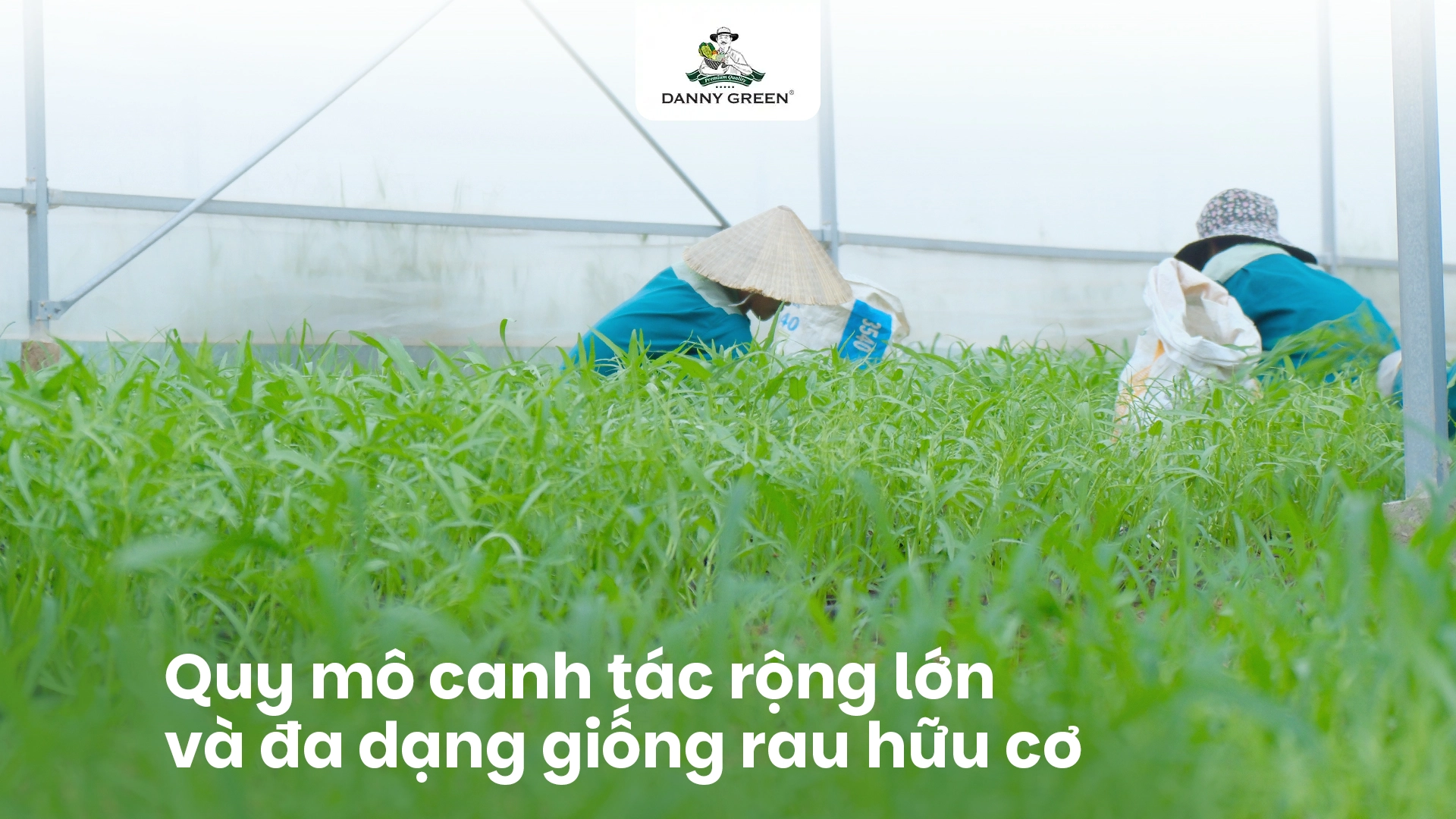 QUY MÔ CANH TÁC VÀ GIỐNG RAU