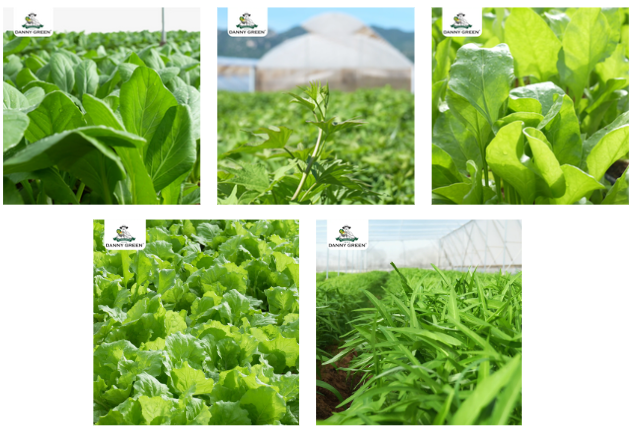 Rau Hữu Cơ trồng tại nông trại Hữu Cơ DannyGreen