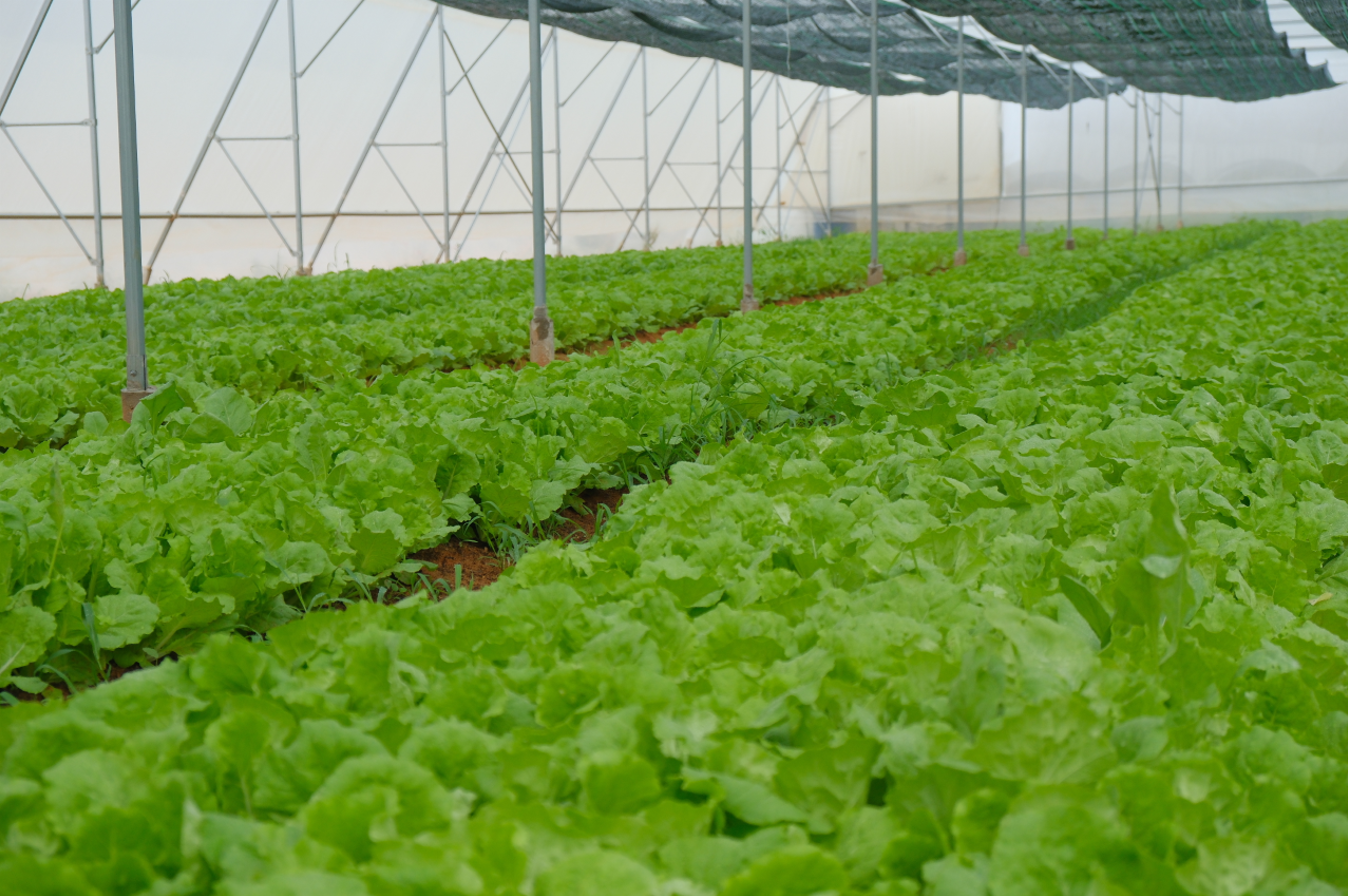 Rau Hữu Cơ DannyGreen được canh tác tại Nông Trại đạt chuẩn hữu cơ USDA - NOP (Hoa Kỳ) và JAS (Nhật Bản)