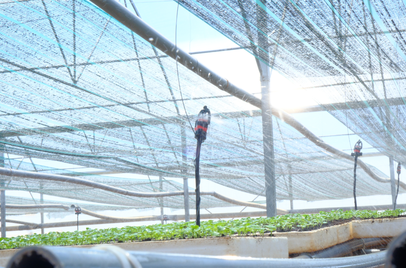 Hệ thống tưới nhỏ giọt