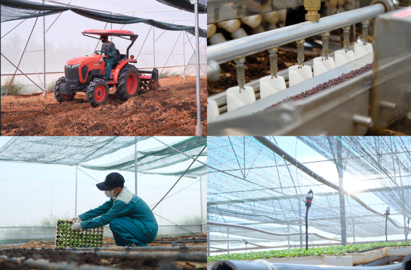 Quy trình canh tác chuẩn hữu cơ quốc tế 