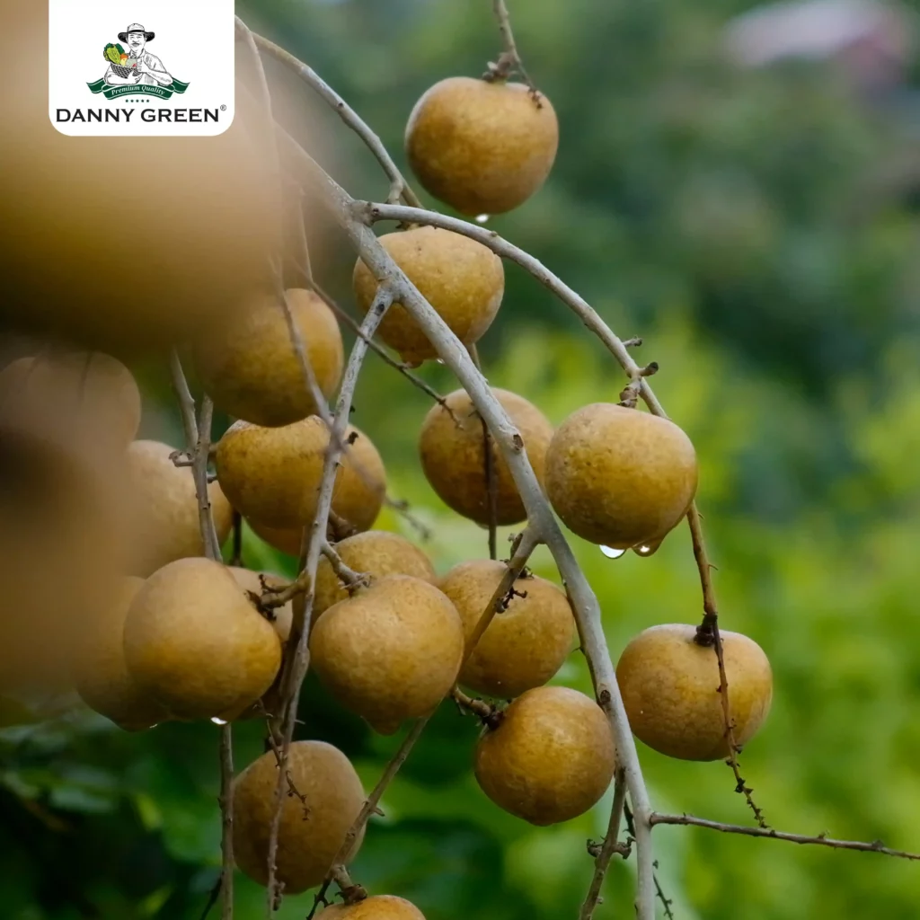 Thanh Nhãn Hữu Cơ tại Nông Trại Hữu Cơ DannyGreen Sơn Hải