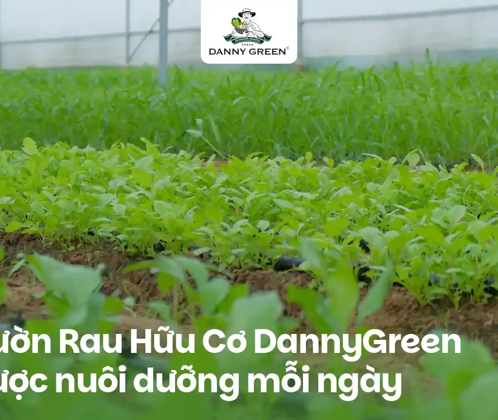 Vườn Rau Hữu Cơ DannyGreen: Gieo Mầm Tử Tế, Nuôi Dưỡng Cuộc Sống Xanh