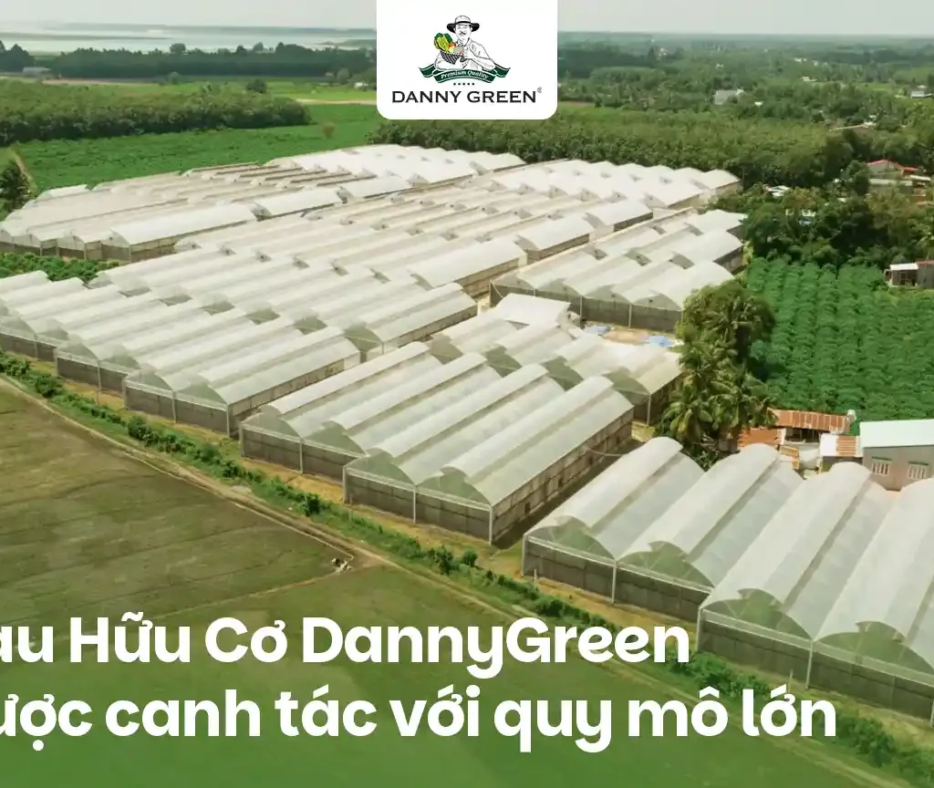 Nông Trại Hữu Cơ DannyGreen – Hành Trình Trồng Rau Xanh Từ Tâm