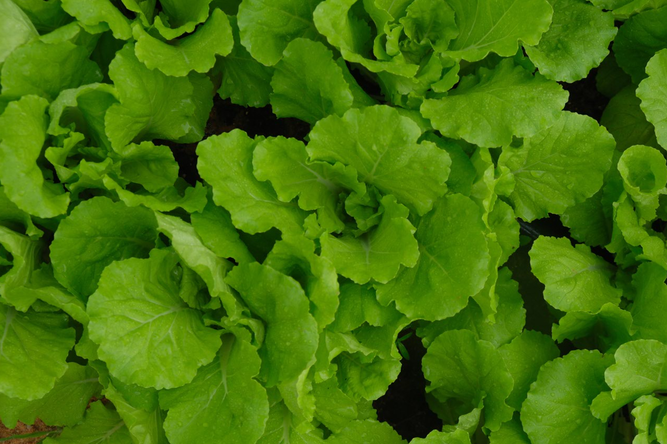 Rau Hữu Cơ DannyGreen