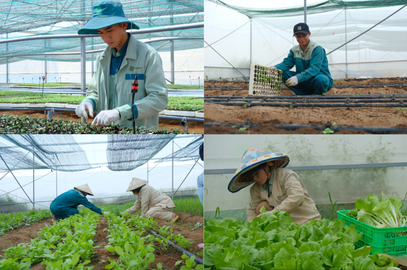 Quy trình canh tác tại Nông Trại Hữu Cơ DannyGreen