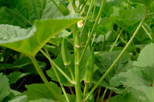 Đậu Bắp Hữu Cơ được canh tác chuẩn hữu cơ quốc tế