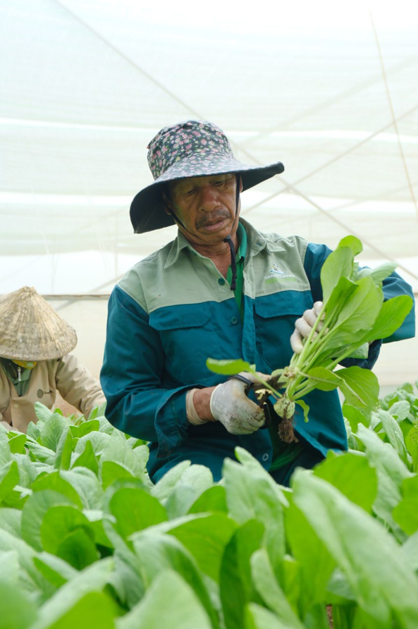 Thu hoạch Rau Hữu Cơ tại Nông Trại Hữu Cơ DannyGreen