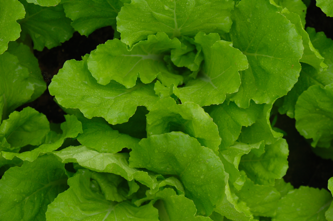 Rau Hữu Cơ DannyGreen